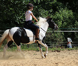 poneys